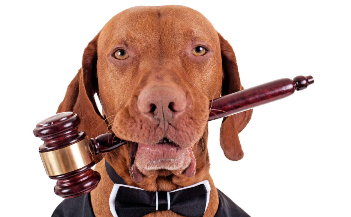 animal right activist